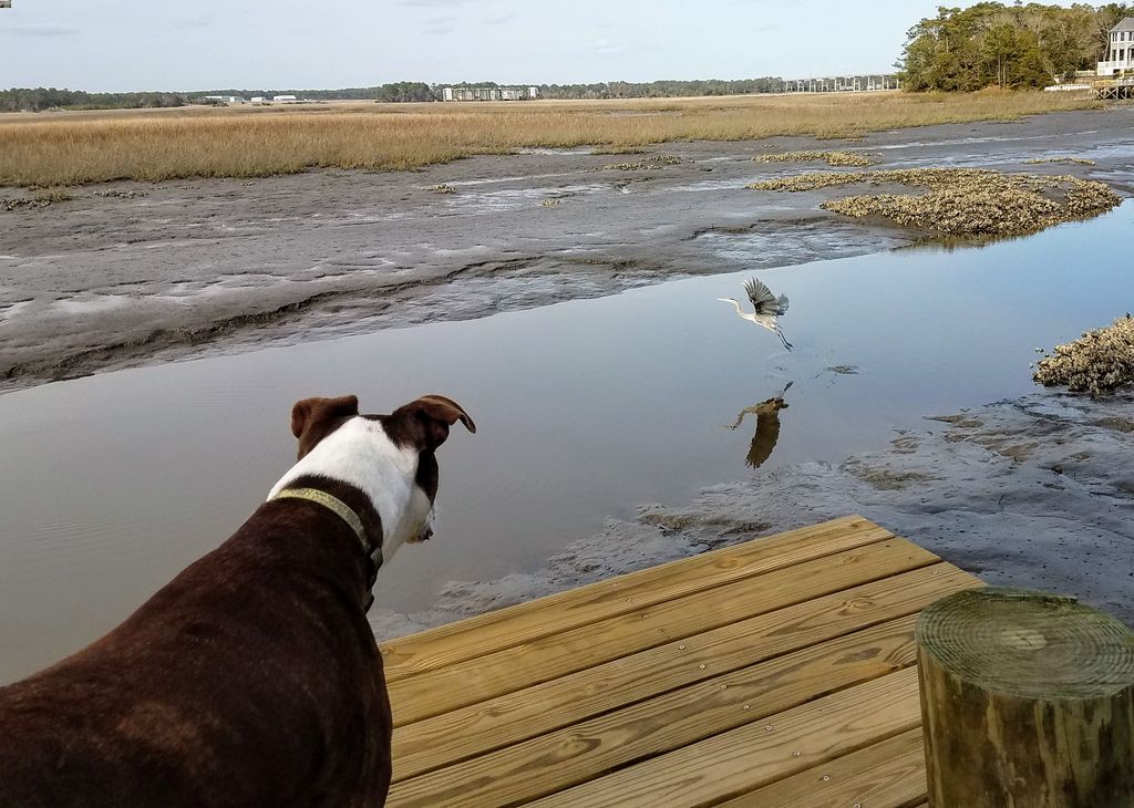 Dog on a dock looking at a bird in Oak Island NC